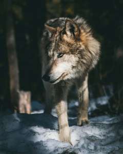 Le chronotype loup